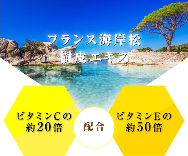 フランス海岸松樹皮エキス